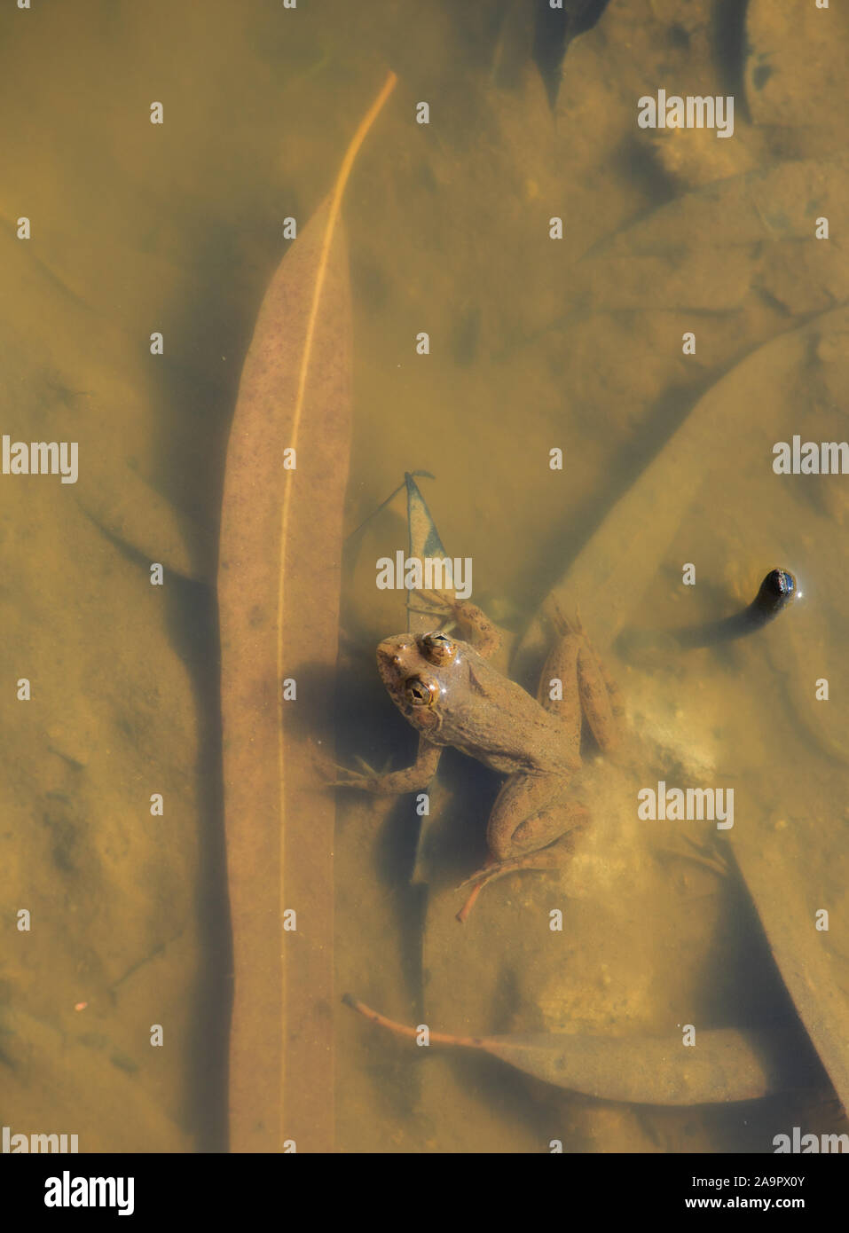 Una rana in acqua torbida. Foto Stock