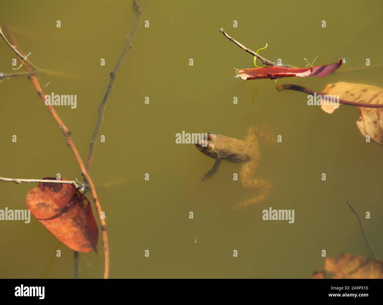 Una rana in acqua torbida. Foto Stock