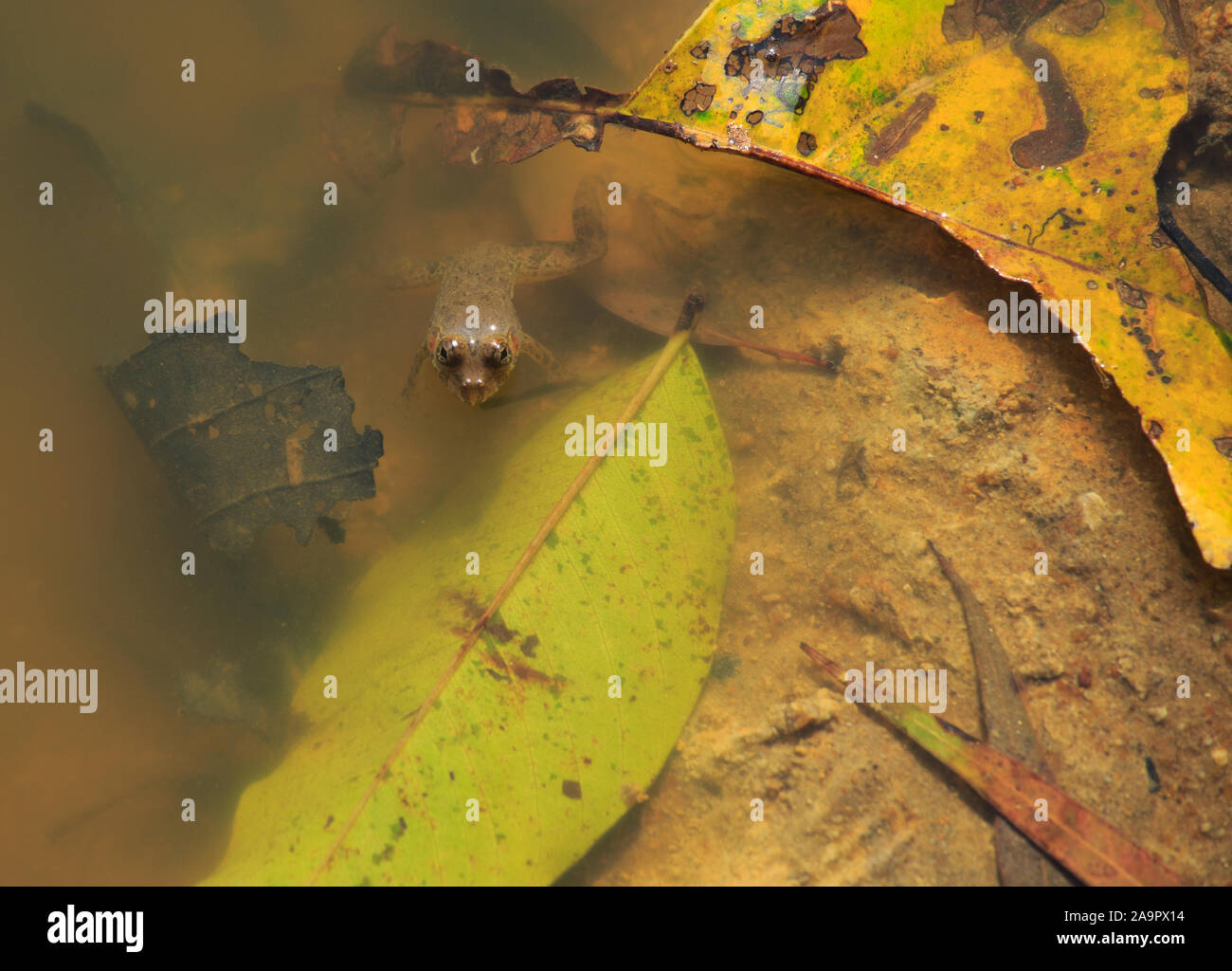 Una rana in acqua torbida. Foto Stock