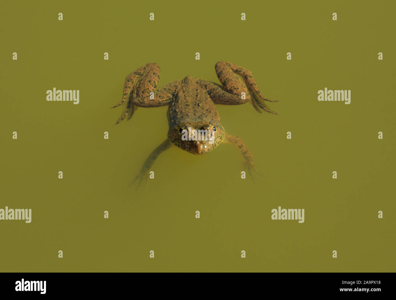 Una rana in acqua torbida. Foto Stock