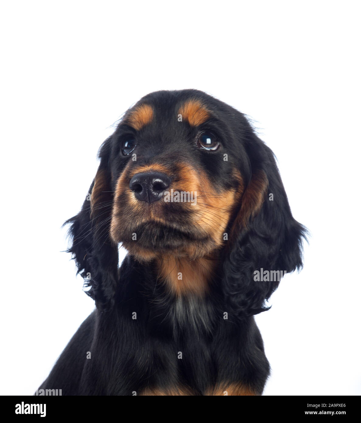 Black and Tan Cocker Spaniel Puppy Foto Stock