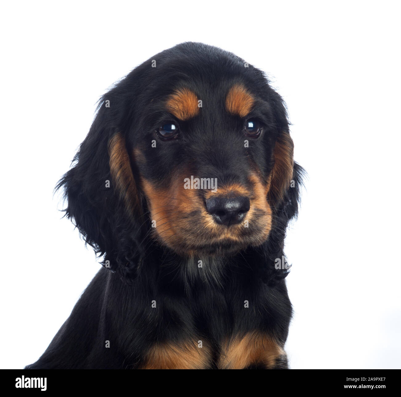 Black and Tan Cocker Spaniel Puppy Foto Stock