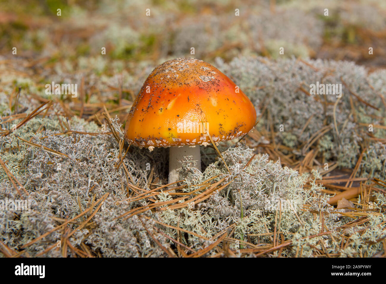 Giovani fly agaric closeup giornata di sole Foto Stock