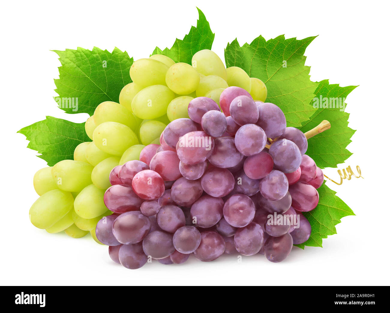 Isolate le varietà di uva. Mazzetto di uve bianche e rosse con foglie isolato su sfondo bianco con tracciato di ritaglio Foto Stock