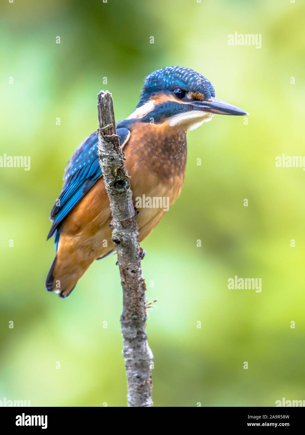 Eurasian kingfisher (Alcedo atthis). Questo uccello è una diffusa piccola kingfisher con distribuzione in tutta Europa, Asia e Africa del Nord. Esso è residente Foto Stock