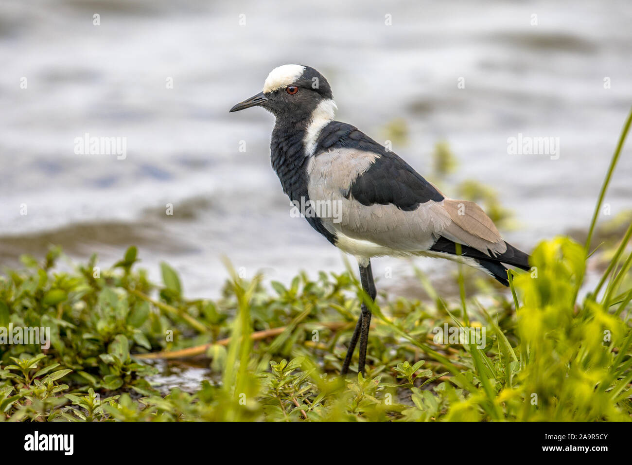 Fabbro pavoncella (Vanellus armatus) passeggiate in erba secca sotto la pioggia Foto Stock