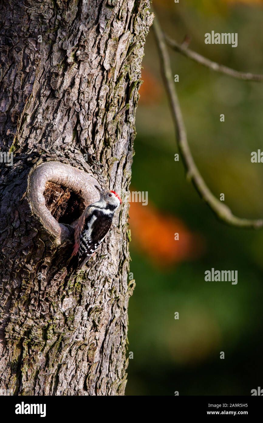 Medio macchie Picchio (Dendrocoptes medius) seduti su un tronco di albero nella protezione della natura Moenchbruch area vicino a Francoforte, Germania. Foto Stock