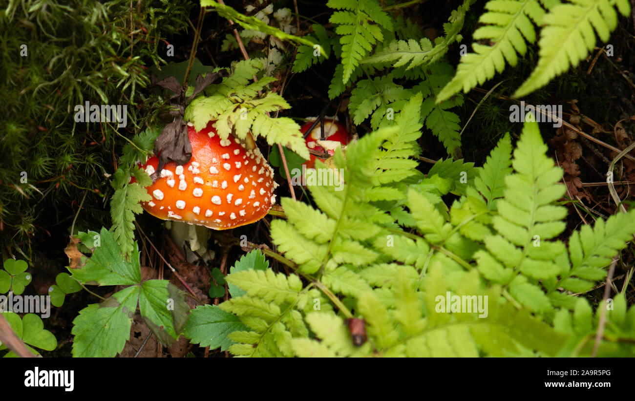 Piccolo fungo rossa amanita in erba verde Foto Stock
