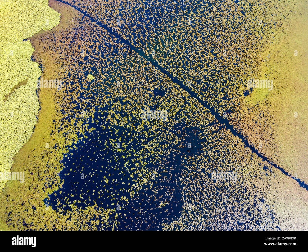 Vista aerea di ninfee visto da sopra. Sullo sfondo di piante acquatiche, riflessi e giochi di luce, diverse tonalità di verde Foto Stock