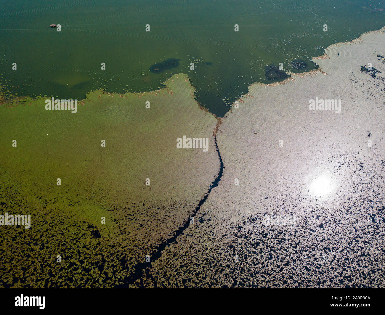 Vista aerea di una barca a motore in navigazione che corre lungo una zona piena di ninfee. Natura incontaminata nel Lago di Scutari, Scutari. Montenegro Foto Stock