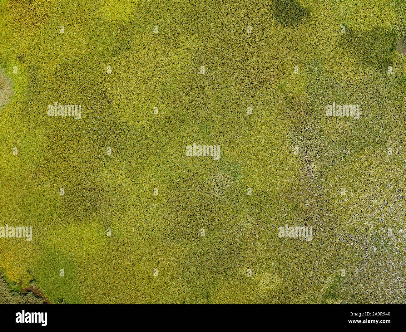 Vista aerea di ninfee visto da sopra. Sullo sfondo di piante acquatiche, riflessi e giochi di luce, diverse tonalità di verde Foto Stock