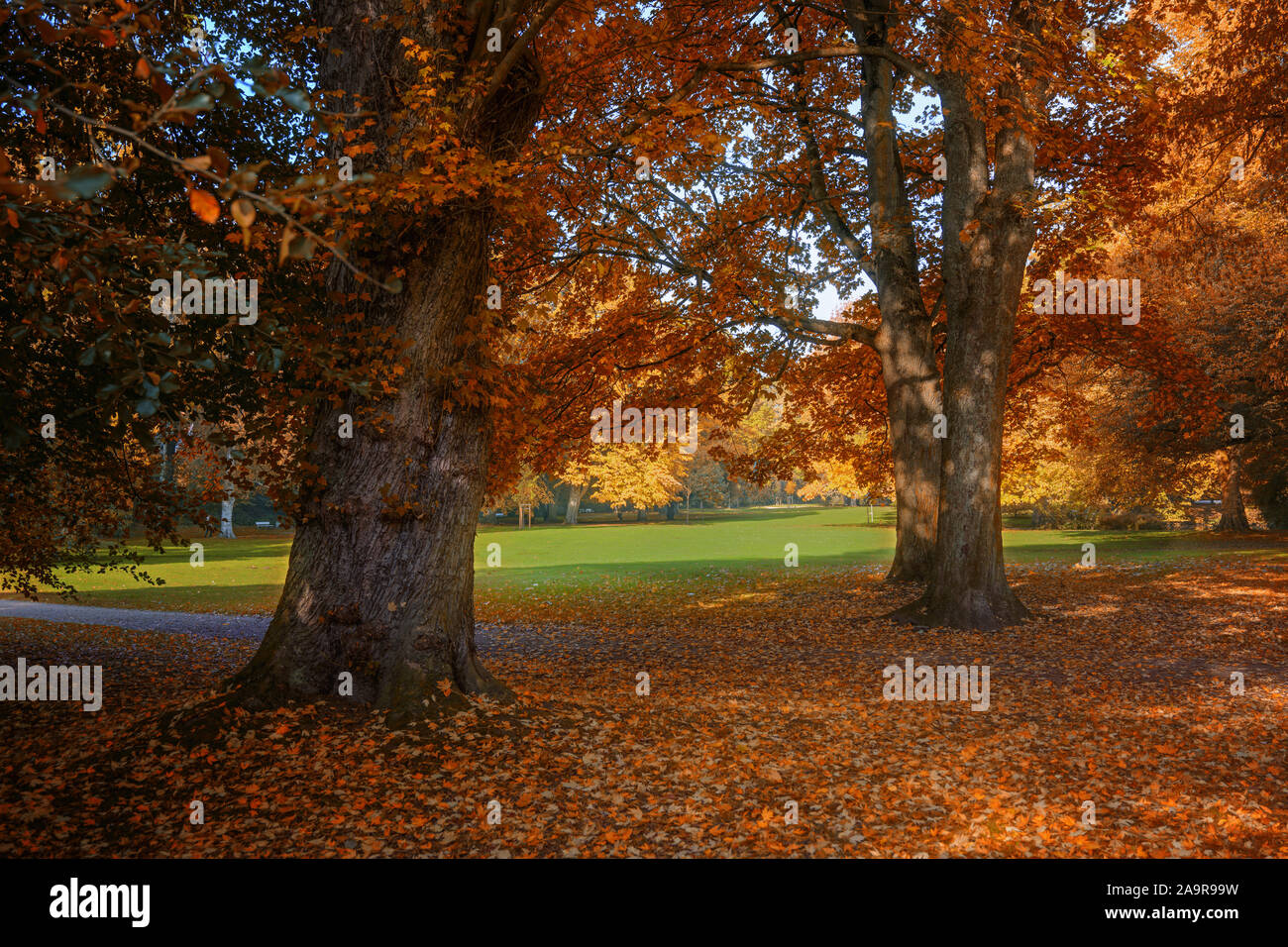 Rosso e oro colori autunnali sul fogliame degli alberi in un parco, paesaggio stagionali Foto Stock