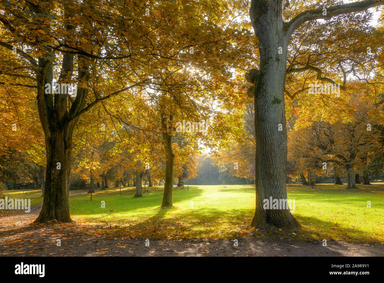 Splendidi vecchi alberi colorati con foglie di autunno in un parco antico, natura stagionale sullo sfondo Foto Stock