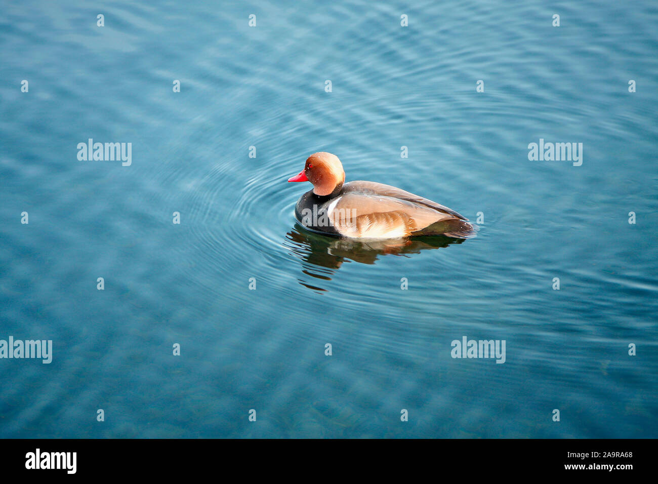 Eine schoene Ente Wasser im Foto Stock