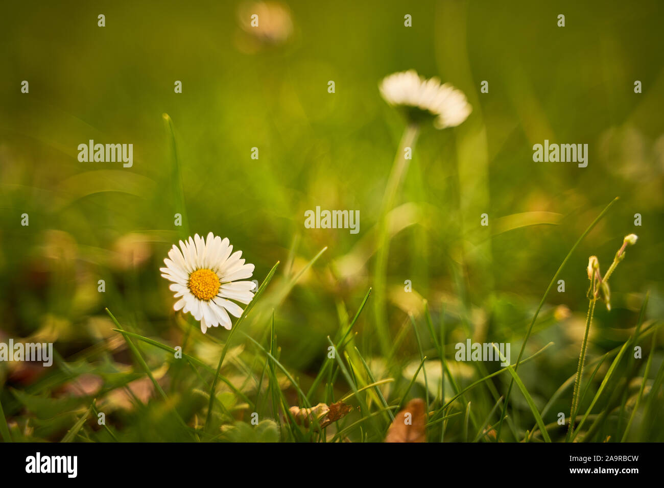 Gänseblümchem im Gras. Foto Stock