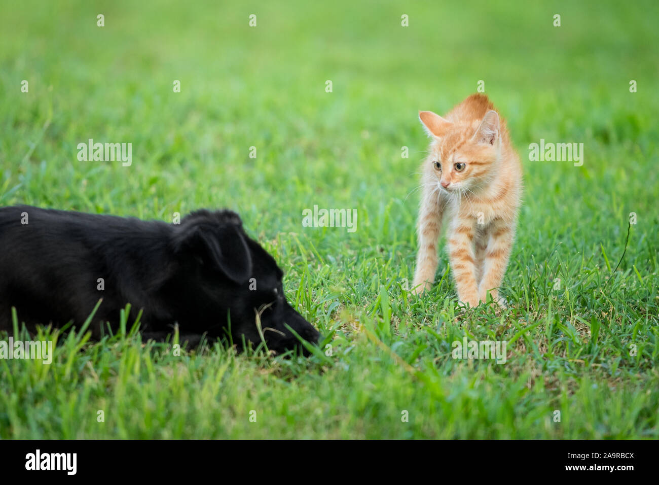 I giovani orange cat permanente sulla verde erba e guardando i paura a cane nero Foto Stock