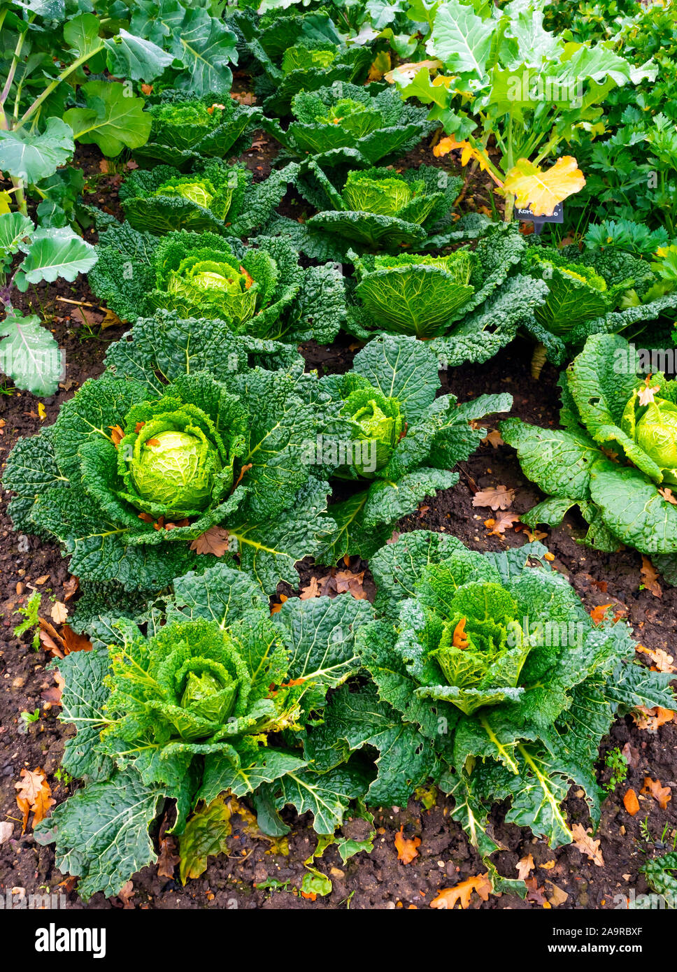 Savoy Cavoli cappucci in crescita nel giardino commestibile a mura di cinta del giardino delle rose Wynyard Hall Tees Valley England Regno Unito Foto Stock