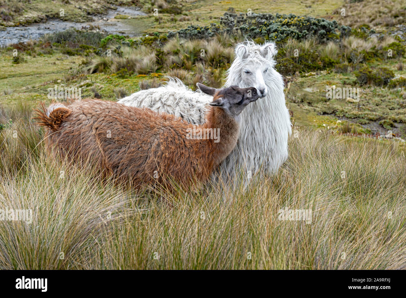 Due affettuoso llama (Lama glama) baciare la catena delle Ande, Ecuador Foto Stock