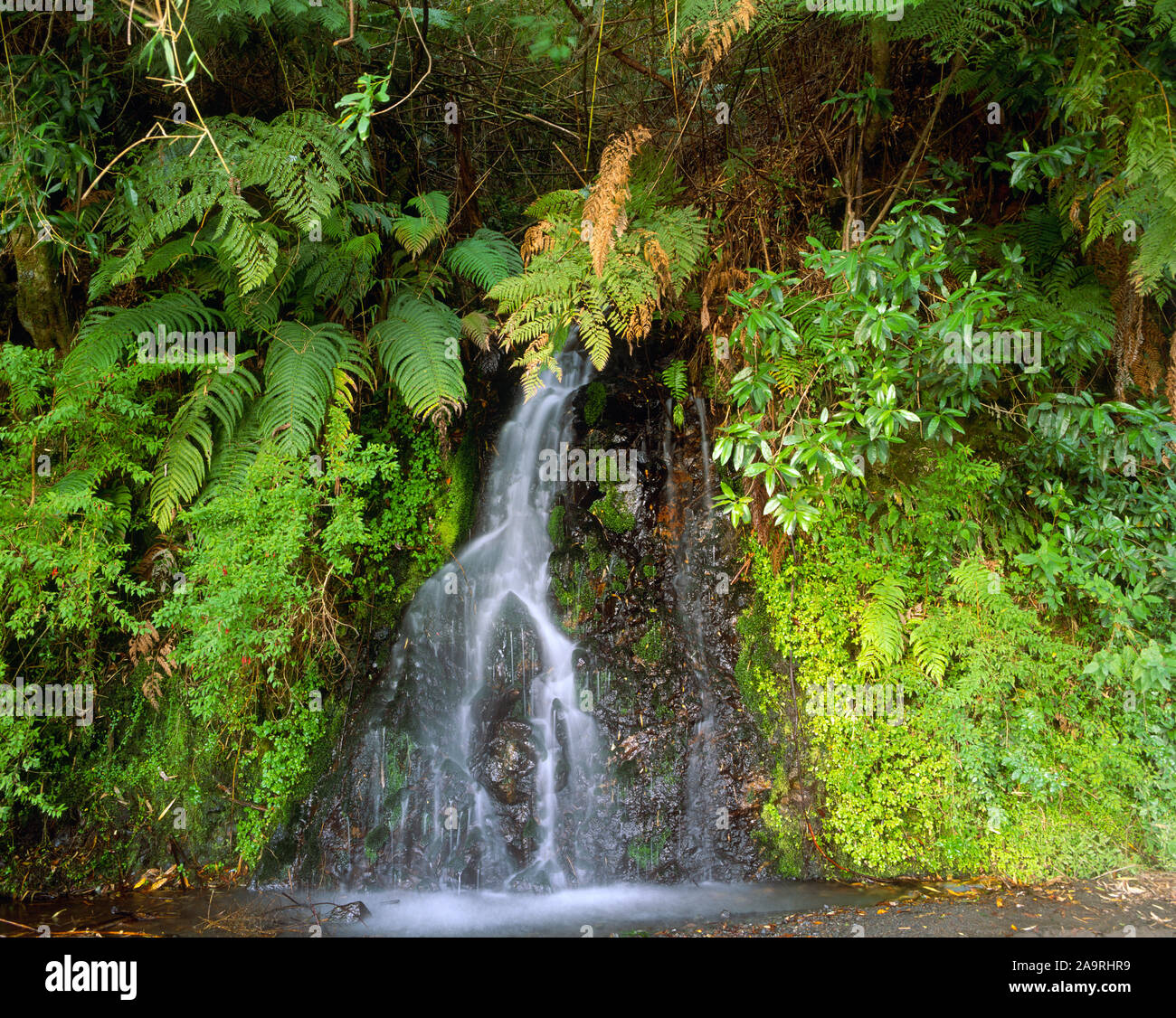 Cascata di foresta, Vicenete Parco Nazionale di Perez Rosales, Cile, Sud America, montagne delle Ande Foto Stock