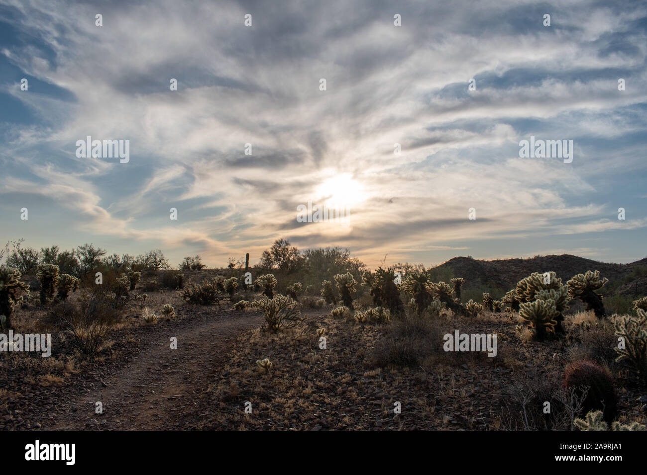 In tarda serata nel deserto di Sonora Foto Stock