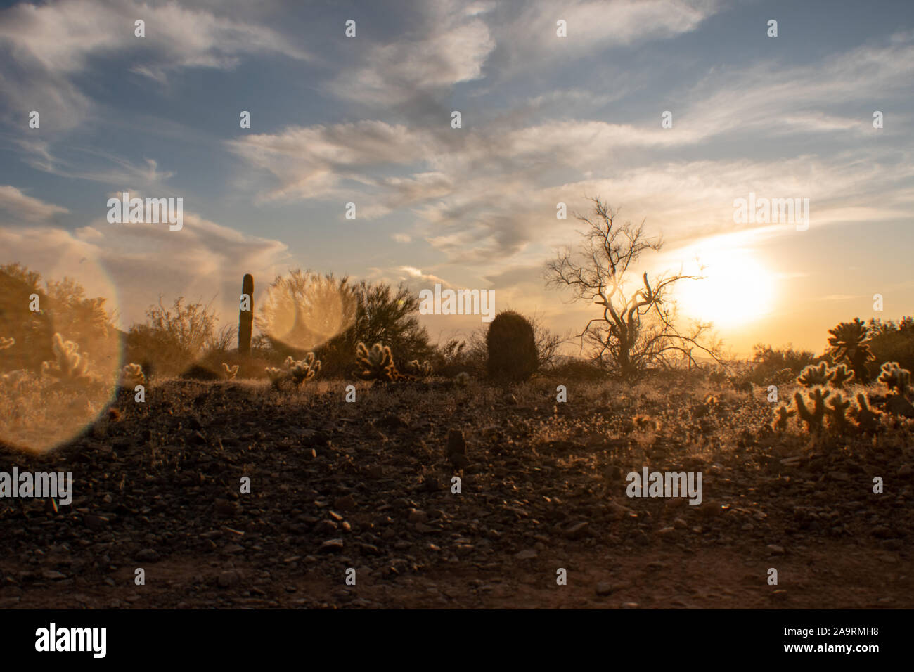 In tarda serata nel deserto di Sonora Foto Stock