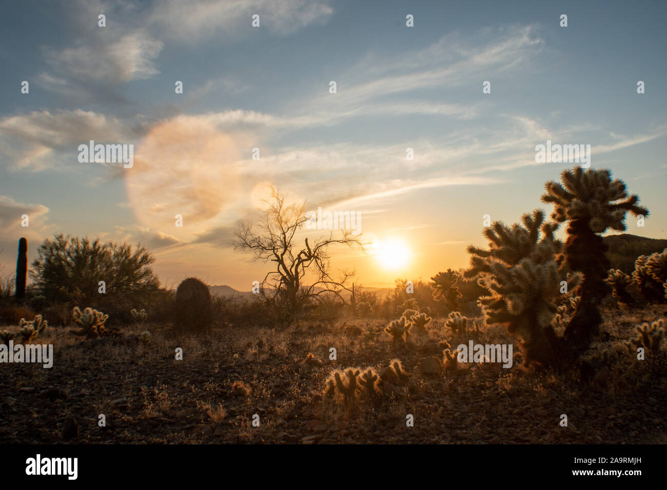 In tarda serata nel deserto di Sonora Foto Stock