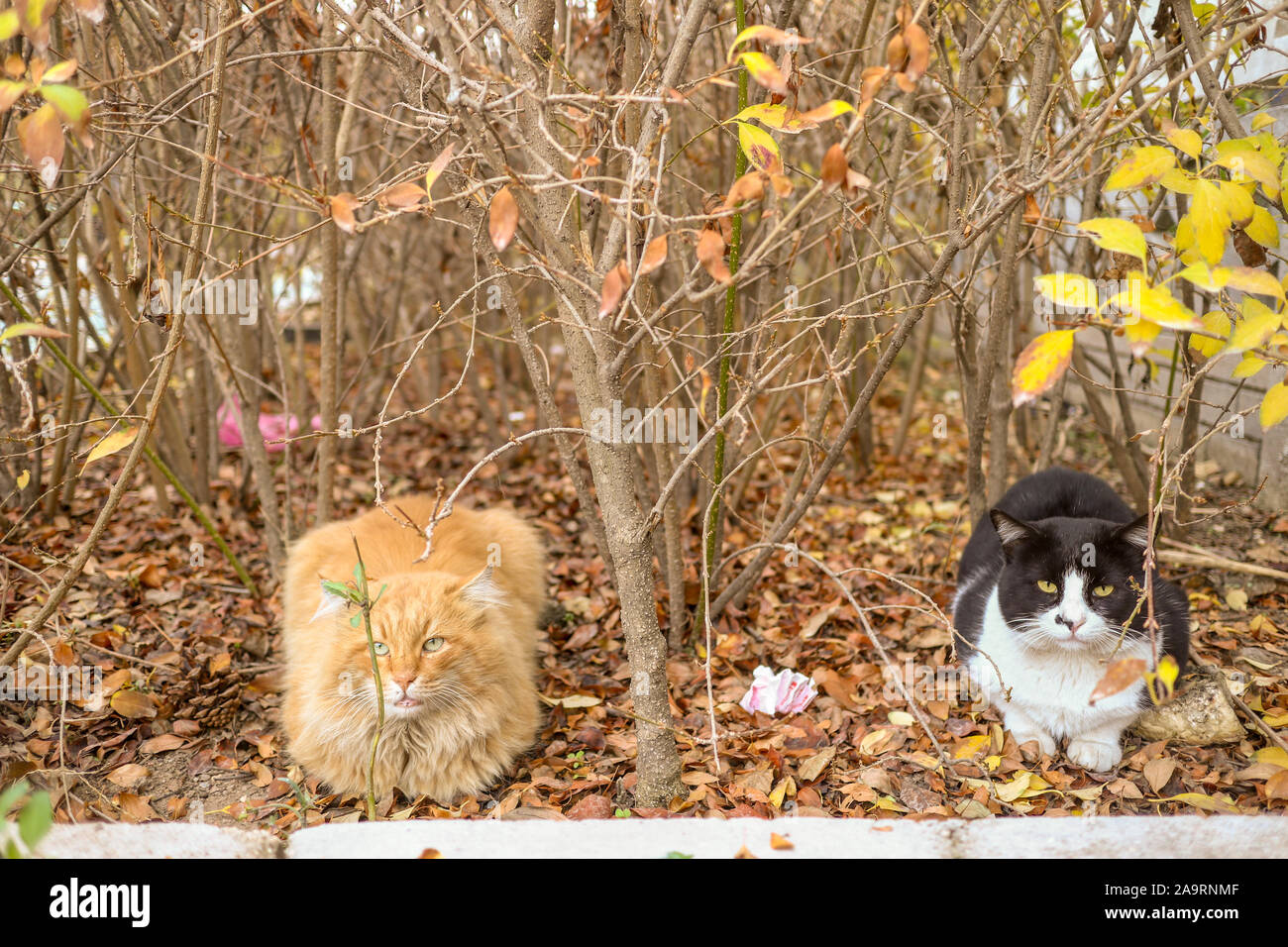 Due gatti amichevoli sono appoggiate su foglie di autunno Foto Stock