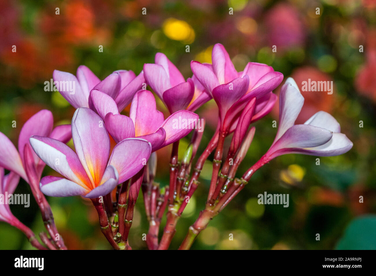 Il ramo, vista ravvicinata frangipan, Frangipani, Plumeria, Bali, Indonesia Foto Stock