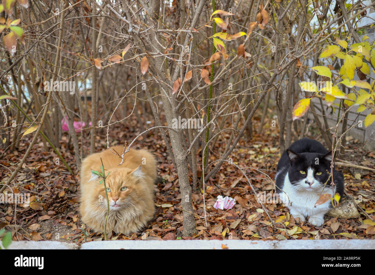 Due gatti amichevoli sono appoggiate su foglie di autunno Foto Stock