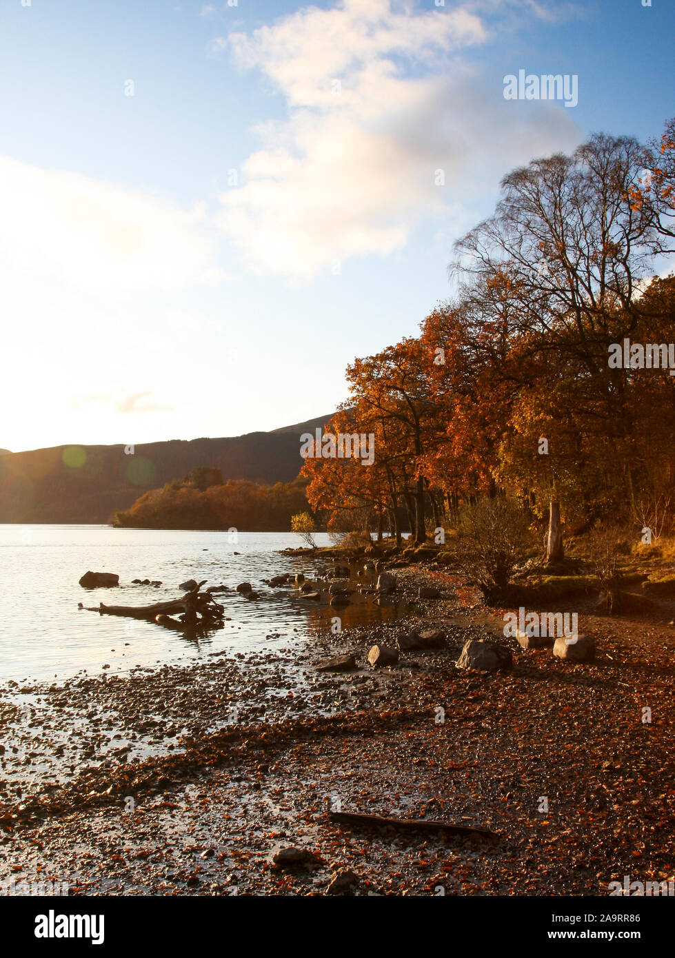 Loch Lomond Scozia, Regno Unito. 17 novembre 2019. Pomeriggio incantevole autunno luce alla Baia Sallochy Loch Lomond. Alan credito Oliver / Alamy Live News Foto Stock