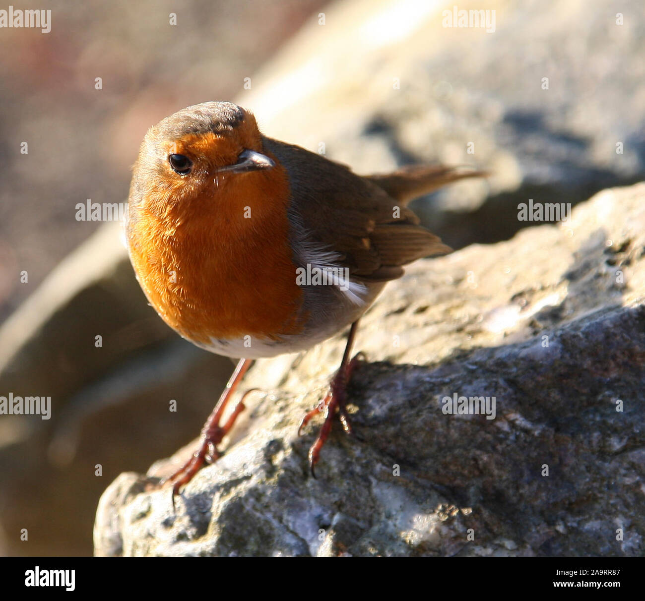 Loch Lomond Scozia, Regno Unito. 17 novembre 2019. Pomeriggio incantevole autunno luce alla Baia Sallochy Loch Lomond. Un robin posatoi su una roccia da loch lato. Alan credito Oliver / Alamy Live News Foto Stock