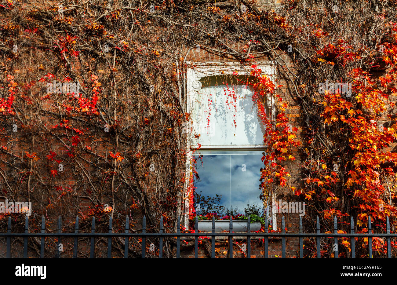 Boston Ivy Parthenocissus tricuspidata lascia cambiare colore durante la stagione autunnale stagione autunnale. Superriduttore crescente intorno a una finestra di casa, Dublino, Irlanda Foto Stock