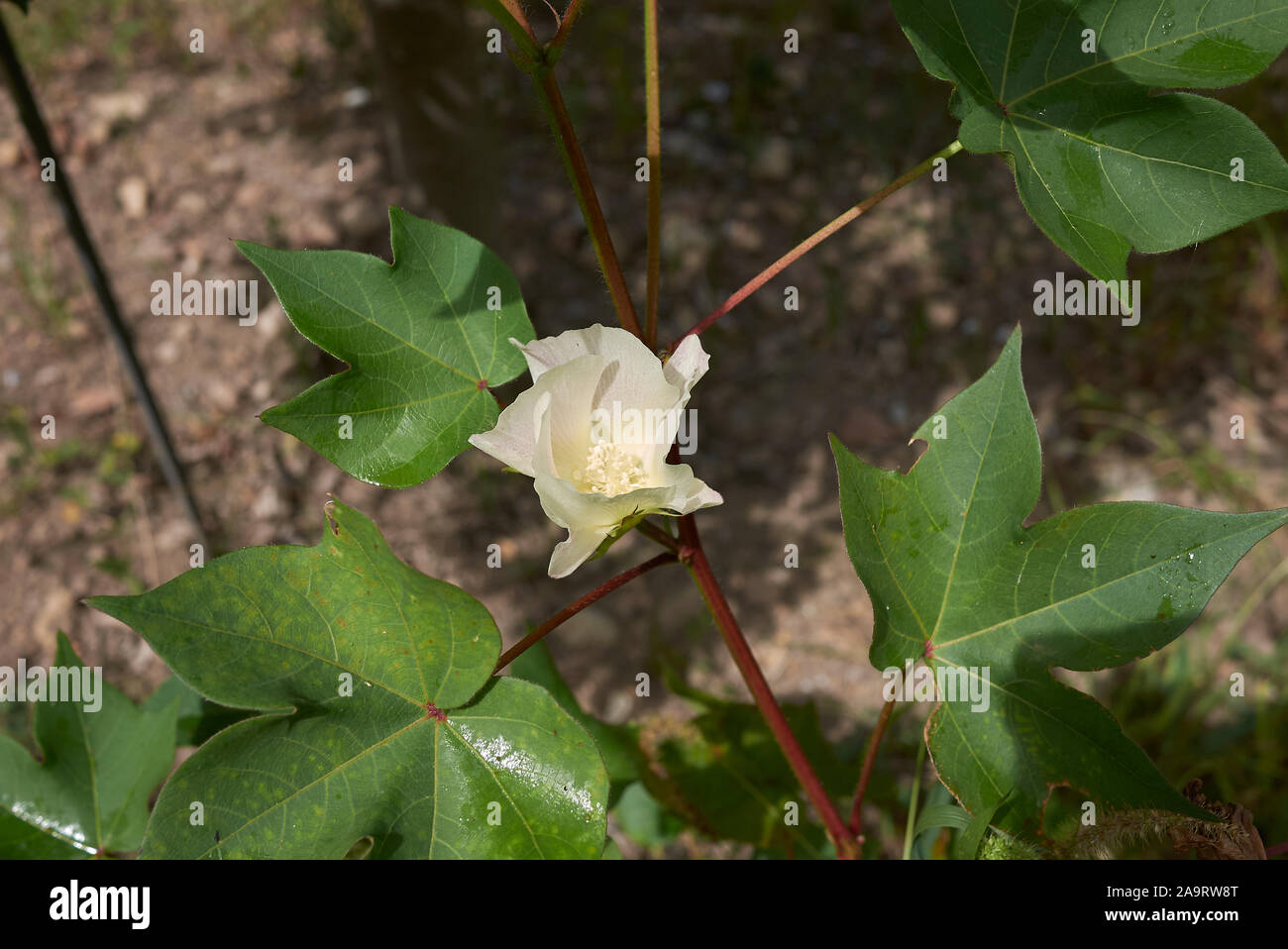 Gossypium herbaceum, Levante cotone con fiori freschi e frutta Foto Stock