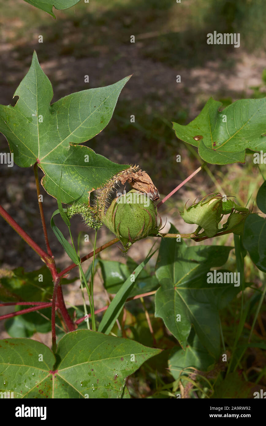 Gossypium herbaceum, Levante cotone con fiori freschi e frutta Foto Stock
