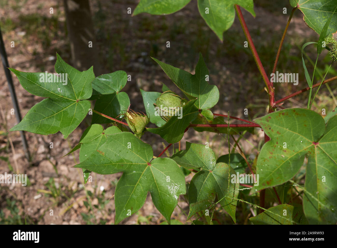 Gossypium herbaceum, Levante cotone con fiori freschi e frutta Foto Stock