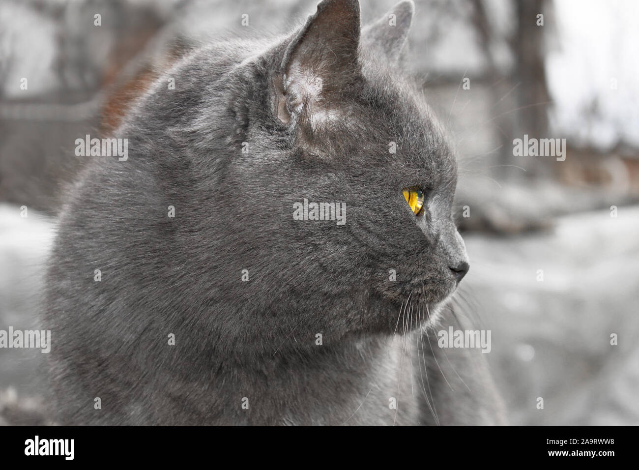 Coppia gatto grigio con testa di ruotare all'aperto Foto Stock