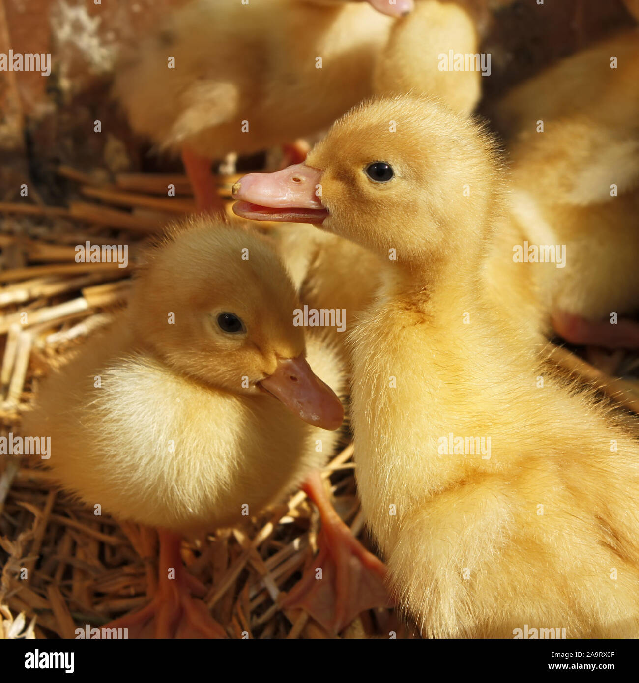 Divertente piccolo giallo anatroccoli sulla lettiera di paglia Foto Stock