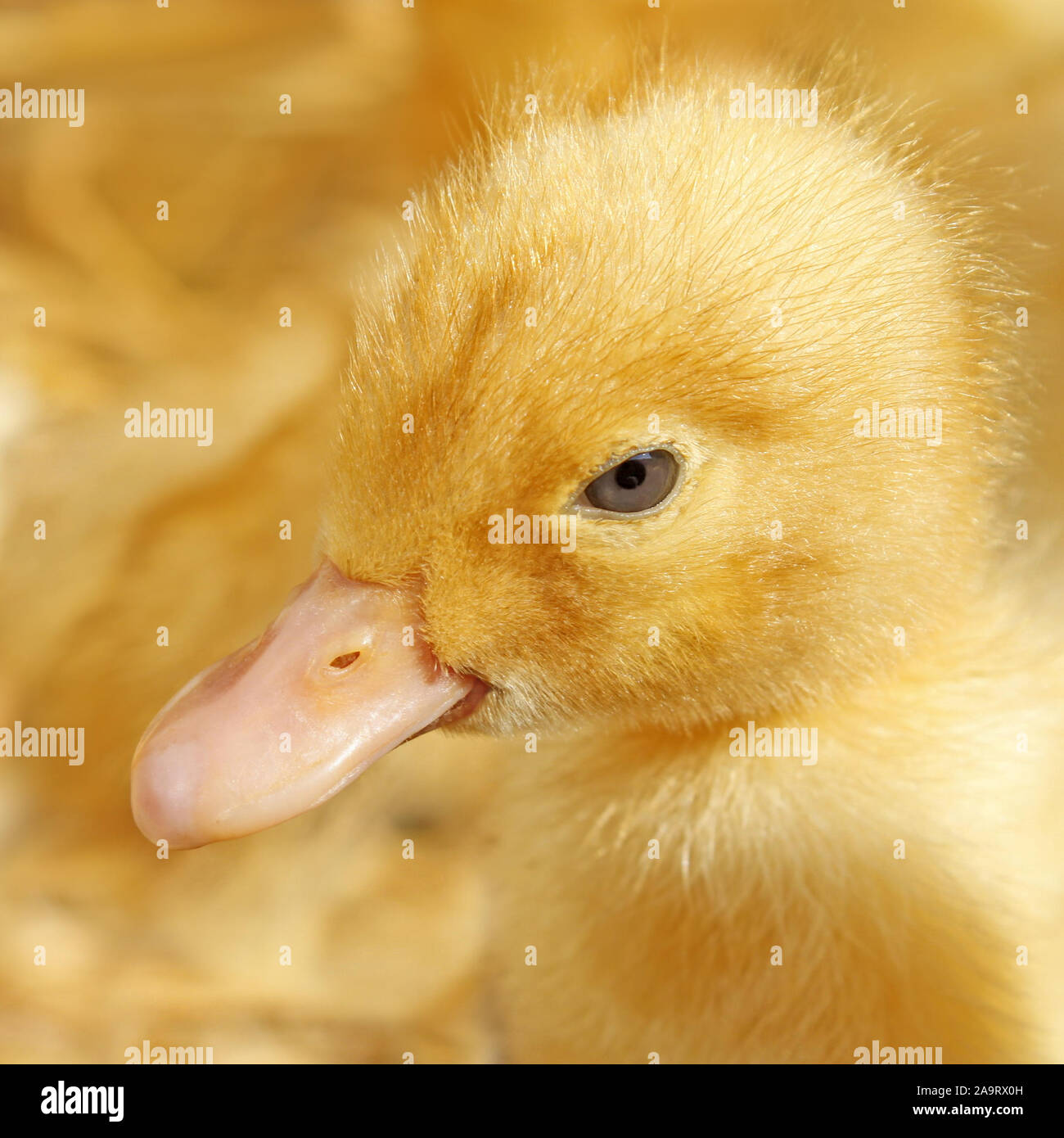 Ritratto di divertenti giallo piccolo anatroccolo close-up Foto Stock