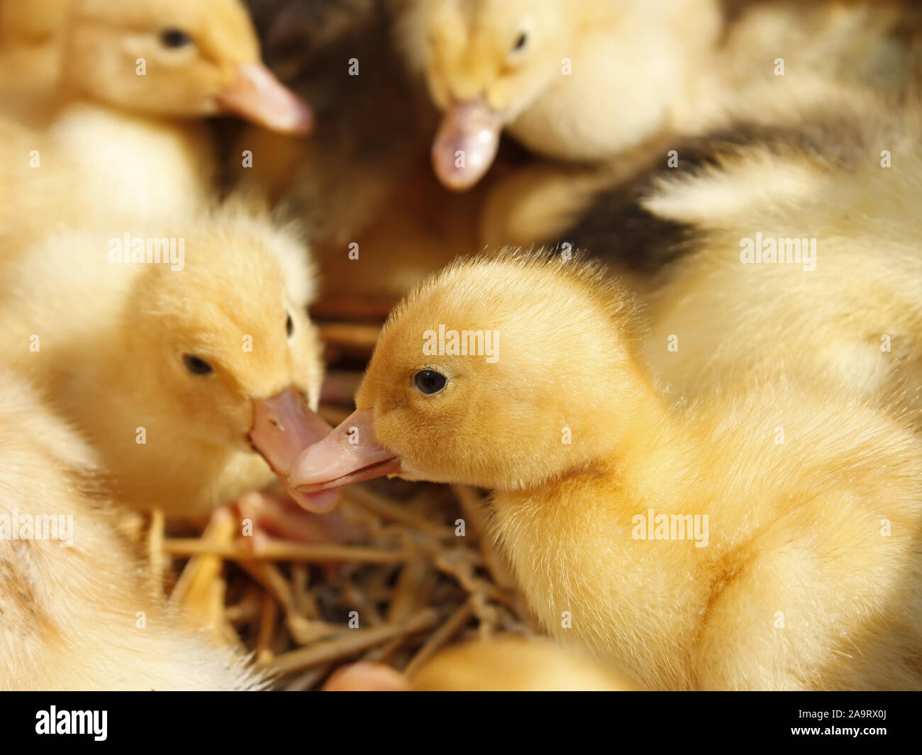 Gruppo di divertenti piccolo giallo anatroccoli sulla lettiera di paglia Foto Stock