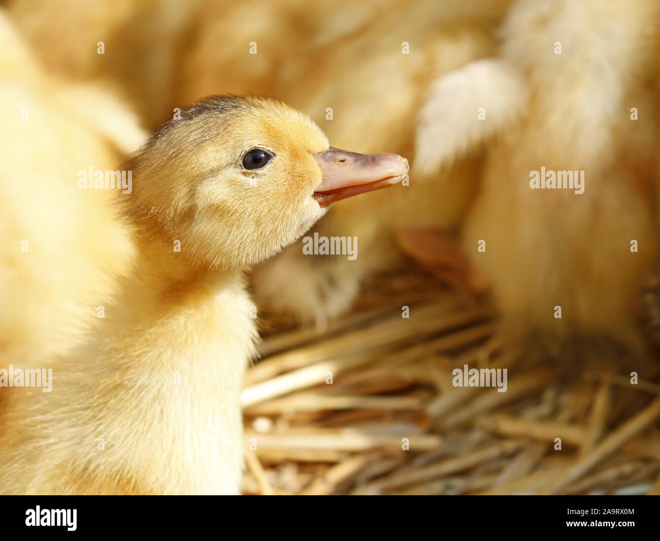 Una divertente anatroccolo giallo sullo sfondo del suo gregge Foto Stock