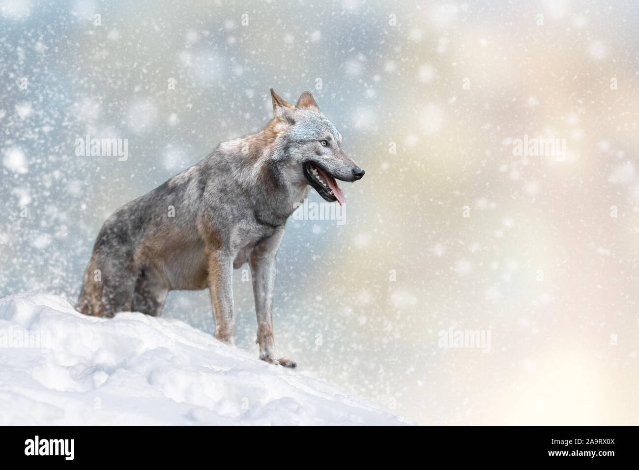 Lupo in una neve su sfondo di Natale. Winter Wonderland. Anno nuovo card. Foto Stock