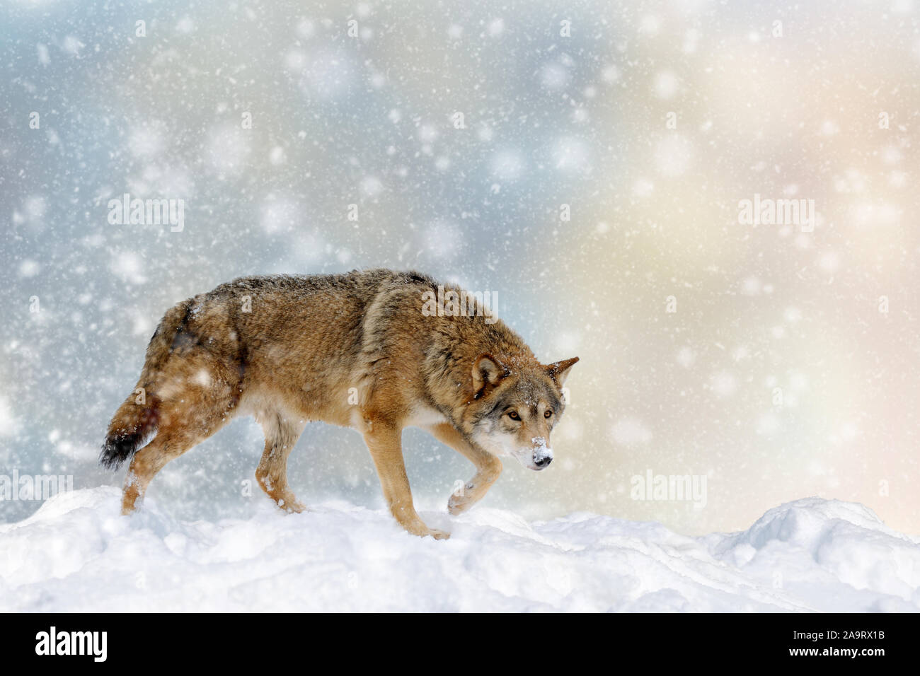 Lupo in una neve su sfondo di Natale. Winter Wonderland. Anno nuovo card. Foto Stock