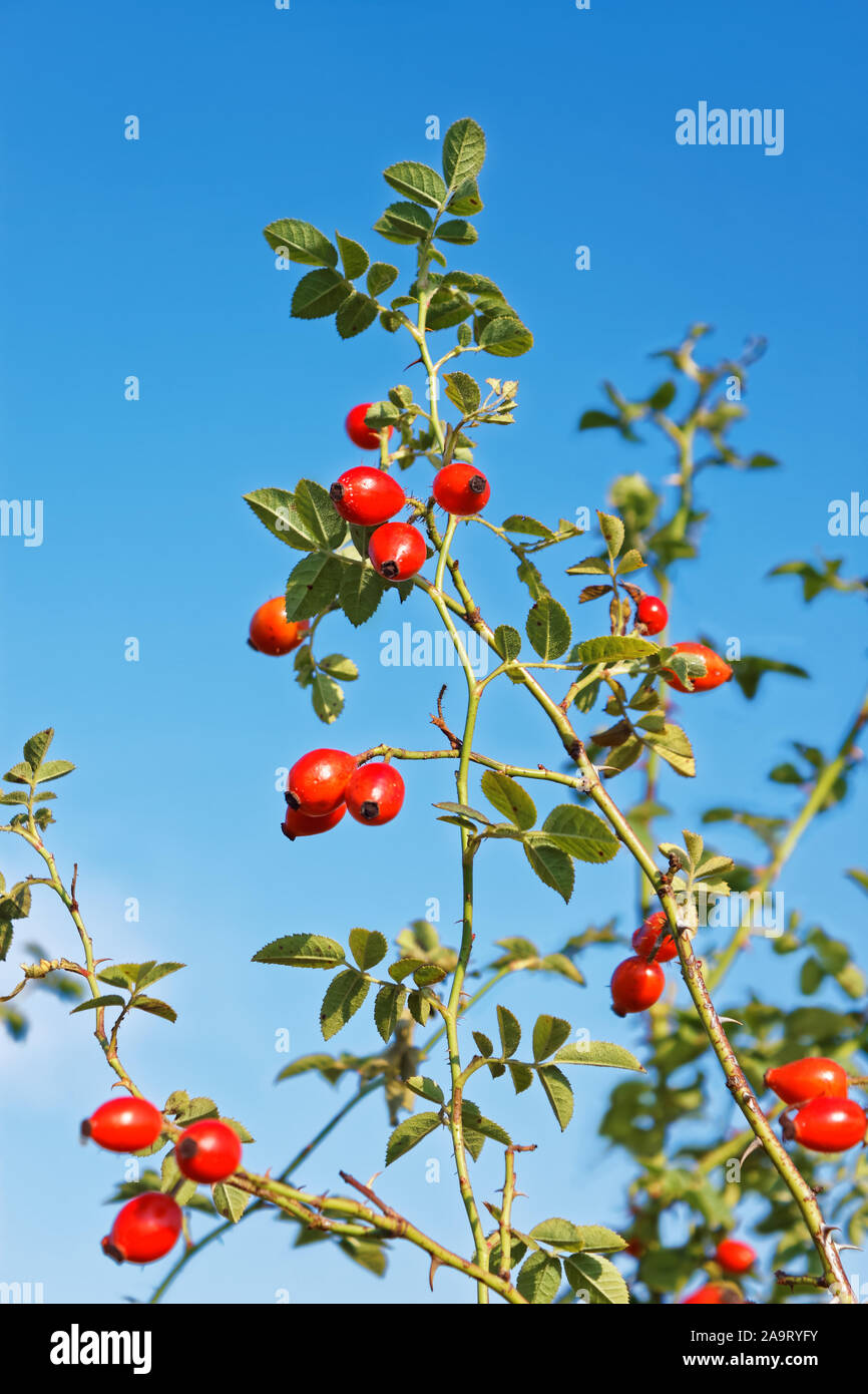 Rosso di frutti di rosa canina appesi i ramoscelli contro il cielo blu in una bella giornata d'autunno Foto Stock