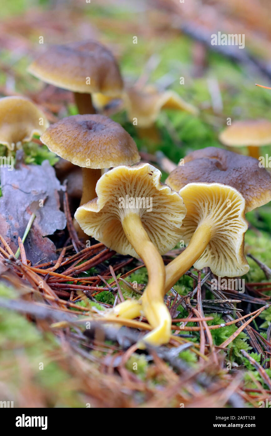 I funghi commestibili Foto Stock