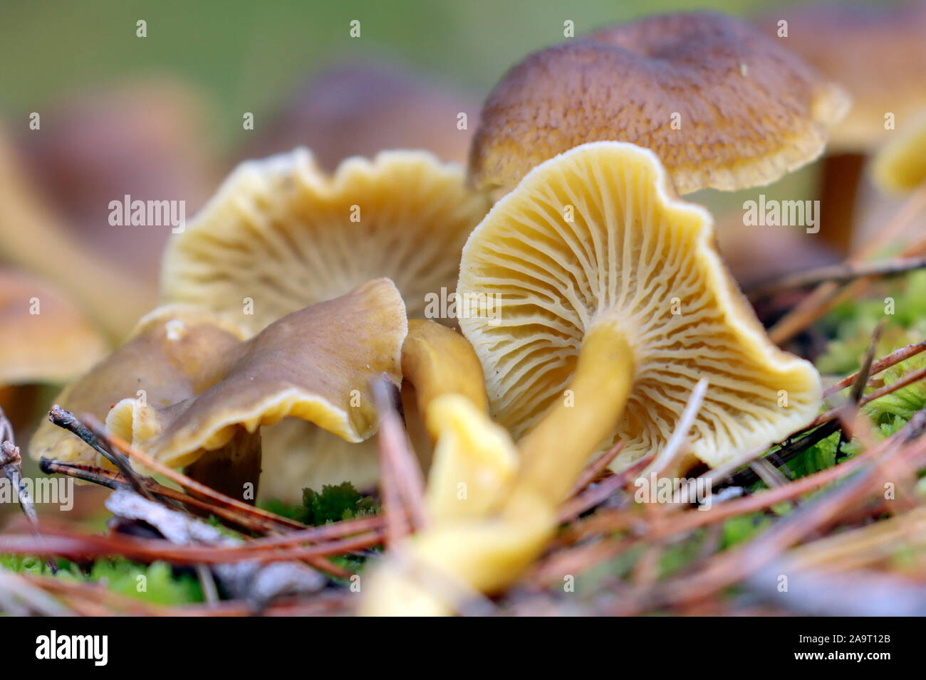 I funghi commestibili Foto Stock
