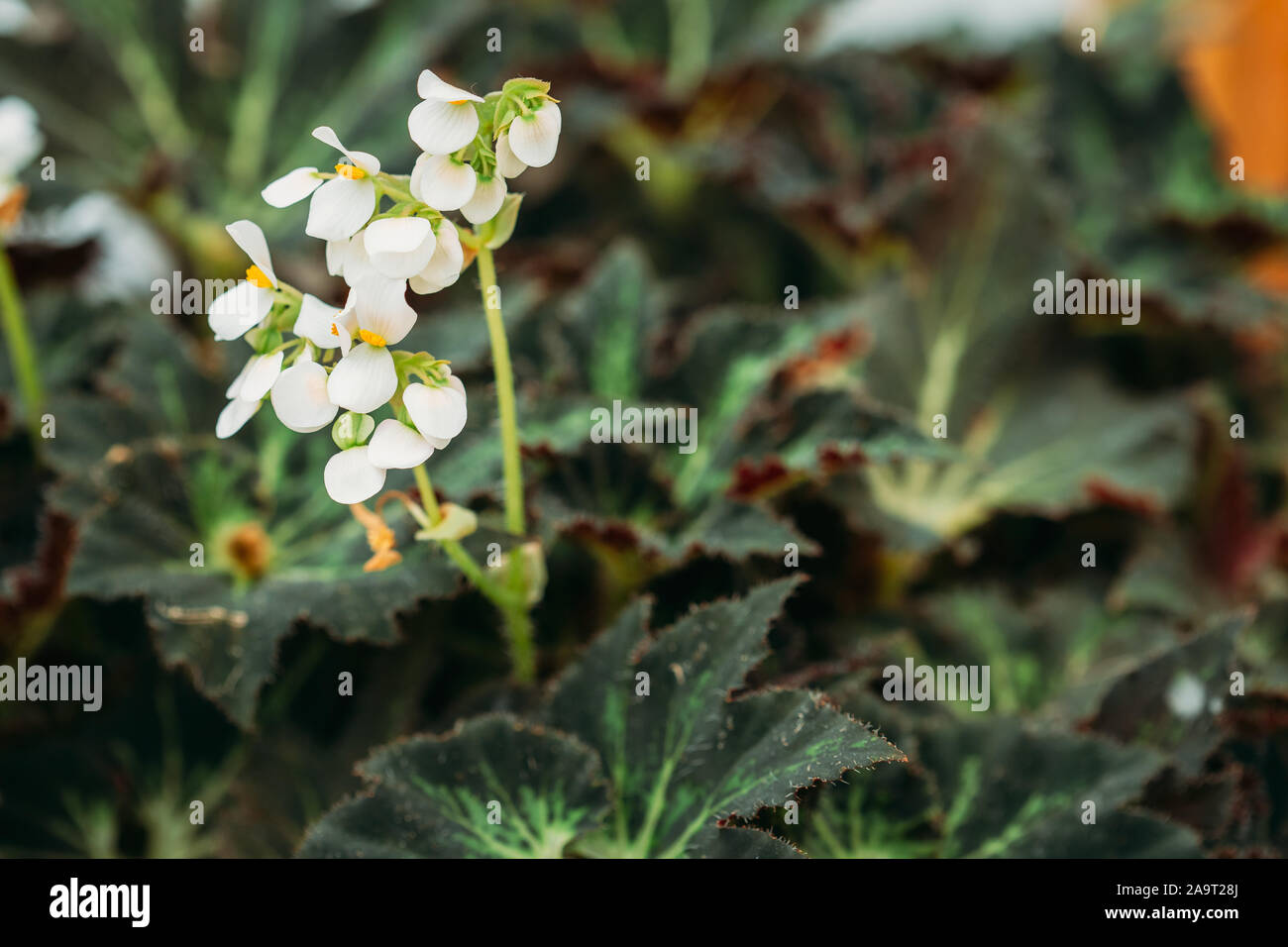 Il verde delle foglie e fiori della pianta di Begonia Rex Putz, comunemente noto come re di Begonia, Rex Begonia, è un perenne Rhizomatous dall India del Nord. Si tratta di un P Foto Stock