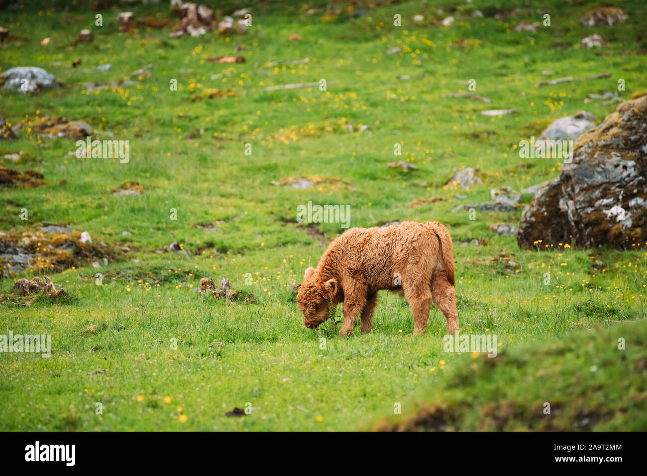 Highland bovini le mucche pascolano su un alpeggio. Funny scozzese del bestiame bovino di razza camminando nel prato in giorno d'estate. Foto Stock