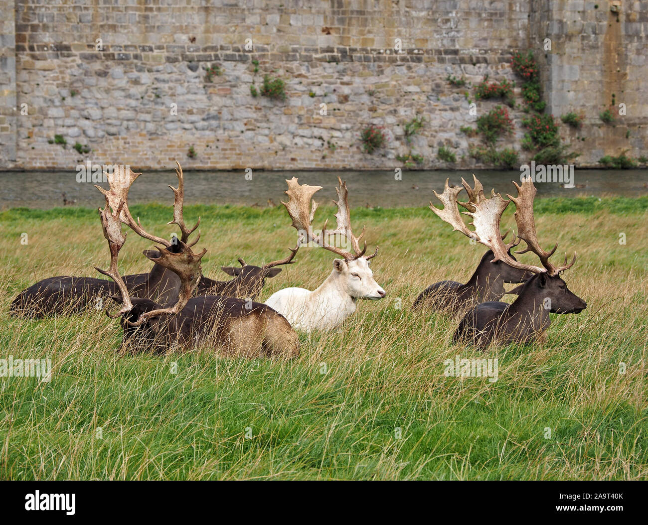 Bianco (leucistic) stag seduta con colore scuro (melanistic) daini (Dama Dama) cervi in un parco dei cervi in Inghilterra, Regno Unito Foto Stock
