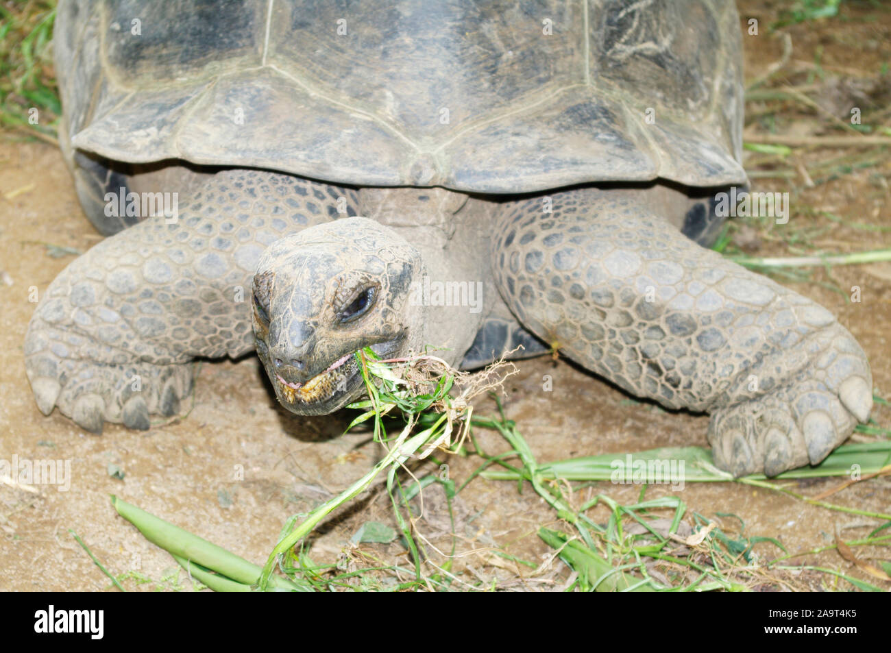 Seychellen-Riesenschildkröten beim Fressen, Seychellen Foto Stock