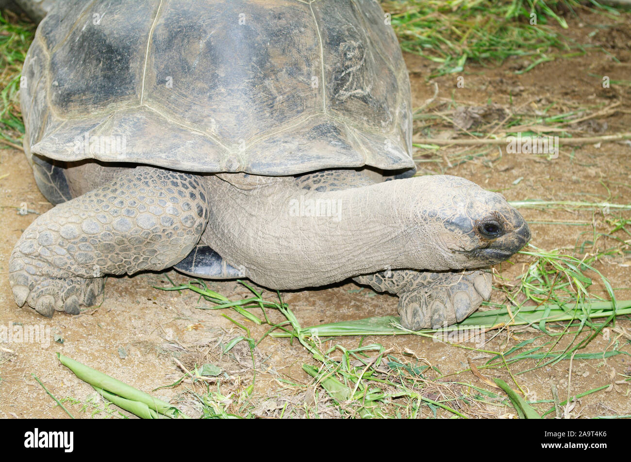 Seychellen-Riesenschildkröten beim Fressen, Seychellen Foto Stock